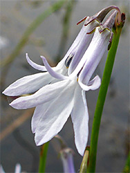 Water lobelia