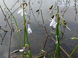 Lobelia stems