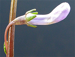 Developing flower