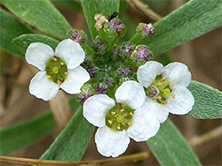 Three white flowers