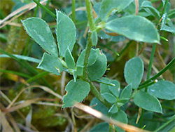 Sparsely hairy leaves