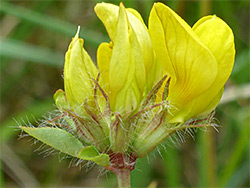 Bracts and flowers