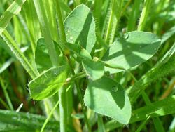 Light green leaves