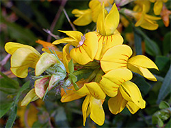 Group of yellow flowers