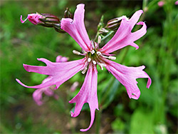 Five-petalled flower