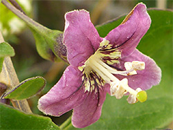 Flower with protruding stamems