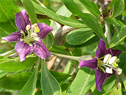 Duke of Argyll's teaplant