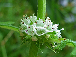 Leaf node cluster