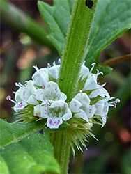 Pink-dotted white flowers