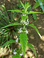 Whorled flowers and leaves