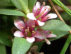 Sea milkwort