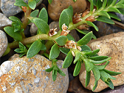 Withered flowers