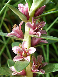 Mottled pink petals