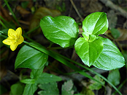 Leaves and flower