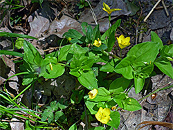 Flowers and leaves