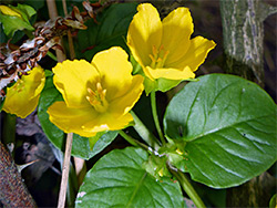 Flowers and leaves