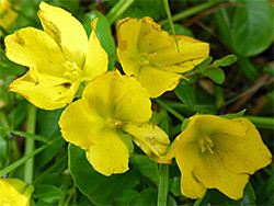 Four yellow flowers