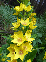 Vertical flower cluster