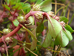 Leaves and stem