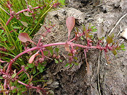 Leaf node flowers