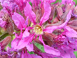 Yellow anthers