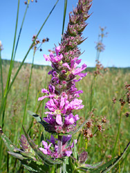 Withered flowers