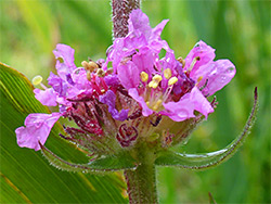 Purple loosestrife