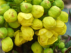 Mahonia aquifolium