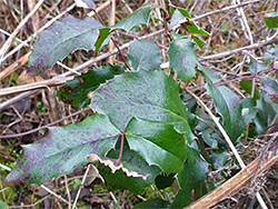 Shiny, prickly leaves