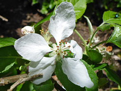 Clawed petals