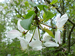 Long-stalked flowers