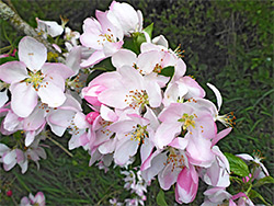 Malus sylvestris