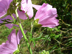 Hairy calyces and pedicels