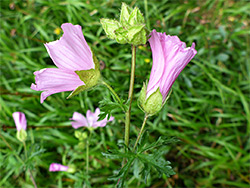 Musk mallow