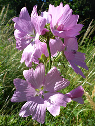 Large pink flowers