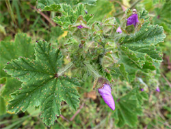 Lobed, toothed leaves