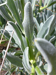 Grey-green leaves