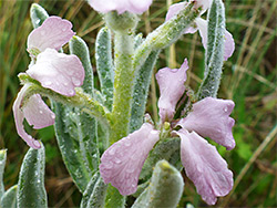 Pale purple petals