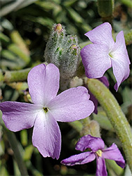 Purplish petals