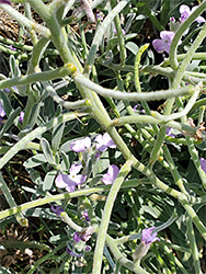 Branched stems