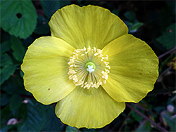 Welsh poppy