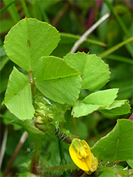 Mucronate leaves