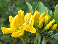 Medicago arborea