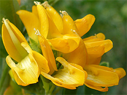 Yellow flowers