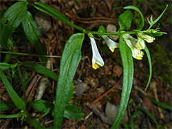 Leaves and flowers