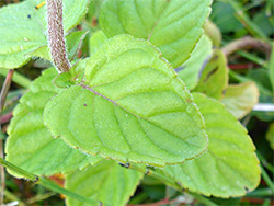 Pale green leaf