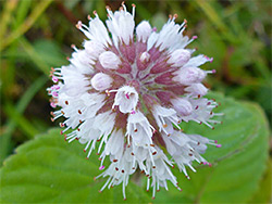 Clustered white flowers