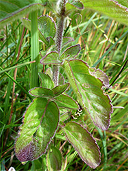 Leaves and stem