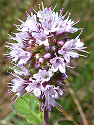 Pale pink flowers