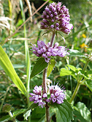 Three clusters